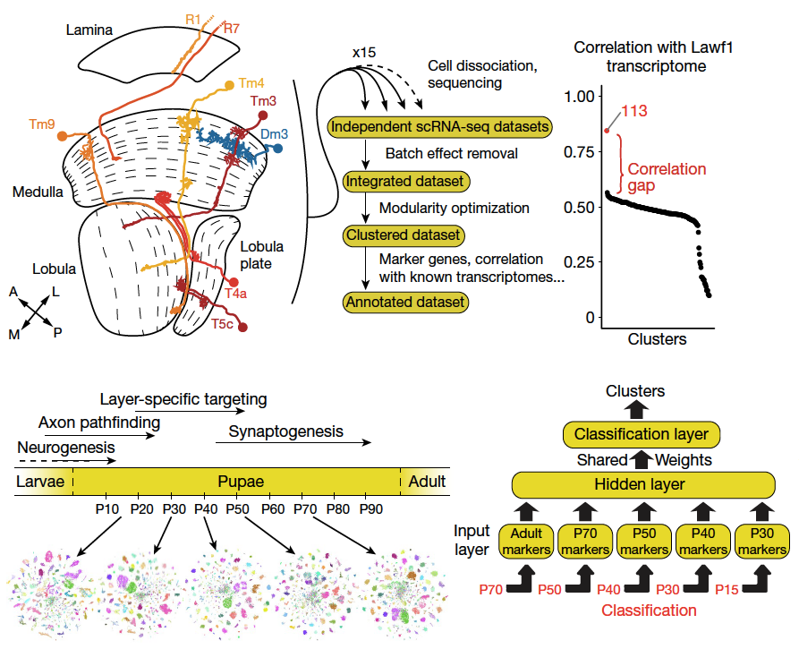 Neuronal diversity and convergence in a visual system developmental ...