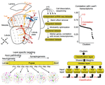 Neuronal diversity and convergence in a visual system developmental atlas