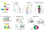 Integration of Spatial and Temporal Patterning in the Invertebrate and Vertebrate Nervous System