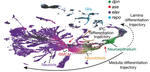 A Complete Temporal Transcription Factor Series in the Fly Visual System