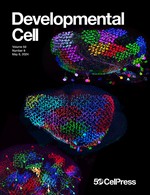 Spatial patterning controls neuron numbers in the Drosophila visual system